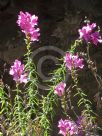 Antirrhinum majus tortuosum