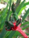 Anigozanthos Bush Dance