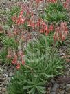 Cotyledon orbiculata oblonga