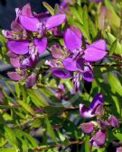 Polygala Little Charmer