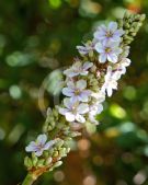 Aristea capitata pink