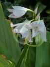 Crinum moorei Alba