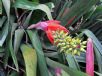 Aechmea nudicaulis