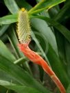 Aechmea pineliana