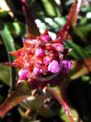 Aechmea recurvata