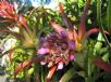 Aechmea recurvata