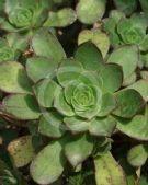 Aeonium haworthii