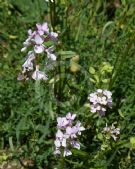 Aethionema grandiflorum