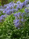 Agapanthus praecox