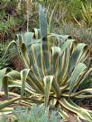 Agave americana Marginata