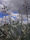 Agave americana