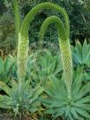 Agave attenuata