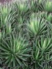 Agave filifera