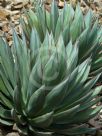 Agave Blue Glow