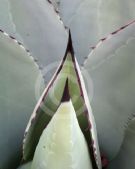 Agave parryi