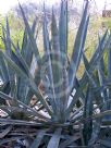 Agave sisalana