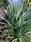 Agave sisalana