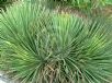 Agave stricta