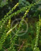 Agrimonia eupatoria