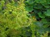 Alchemilla mollis