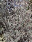 Allocasuarina grampiana