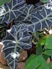 Alocasia sanderiana