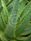 Aloe arborescens