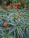 Aloe arborescens