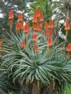 Aloe arborescens