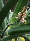 Aloe barberae