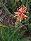 Aloe comptonii