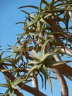 Aloe dichotoma