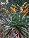 Aloe marlothii