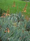 Aloe plicatilis