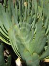 Aloe plicatilis