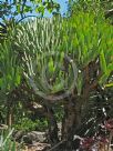 Aloe plicatilis