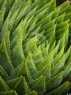 Aloe polyphylla