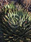 Aloe polyphylla