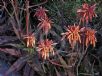 Aloe maculata