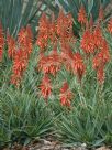 Aloe spinosissima