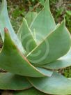 Aloe striata