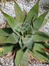 Aloe striata