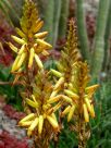 Aloe cryptopoda