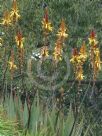 Aloe cryptopoda