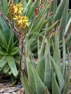 Aloe cryptopoda