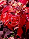 Amaranthus tricolor