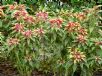 Amaranthus tricolor