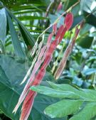 Amherstia nobilis