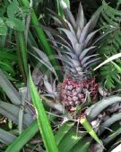 Ananas comosus comosus