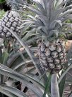 Ananas comosus comosus